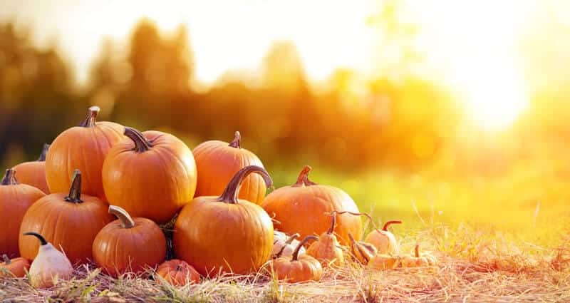 Effects Of Pumpkin On The Skin